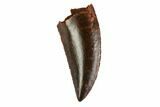 Serrated, Raptor Tooth - Real Dinosaur Tooth #144657-1